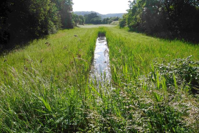 Unscheinbar, aber voller Leben - der Karlsgraben