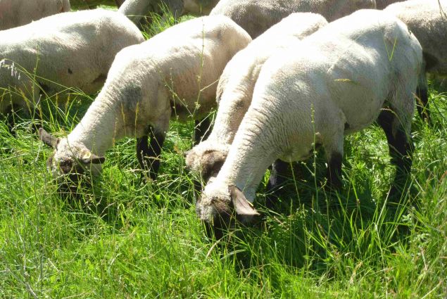 Schafe bei der "Arbeit"