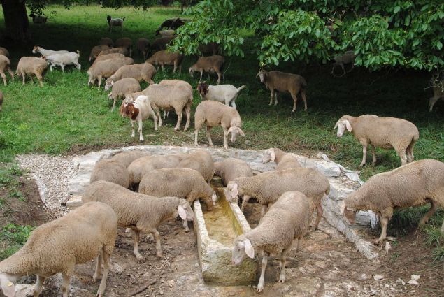 Der LPV Mittelfranken baute diese Schaftränke. Die Schafe freuen sich über das kühlende Nass