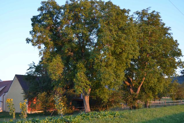 Nussbaum Sammenheim.JPG