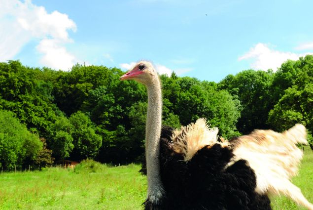 Strauße am Berghof Oberweiler