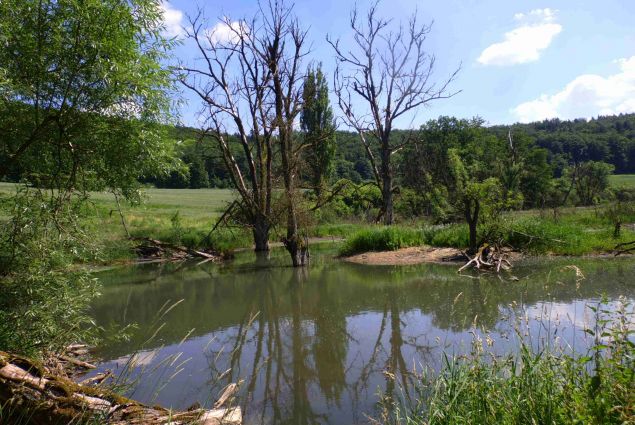 Eindrucksvolle Schaffenskraft des Bibers im Rohrachtal