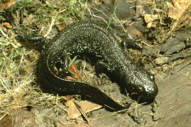 Eine der Besonderheiten des Karlsgraben - der Kammmolch (Quelle: Uli Meßlinger)