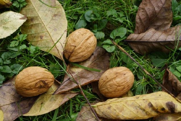 Walnuesse.jpg