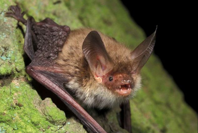 Die Bechsteinfledermaus findet in Markt Berolzheim eine Heimstätte (Quelle: Marco König)