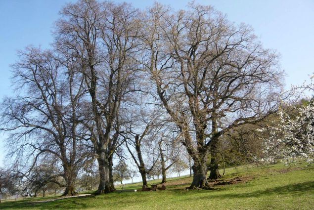 Die Sieben Linden im Frühjahr (Quelle: Friedrich Leidel)