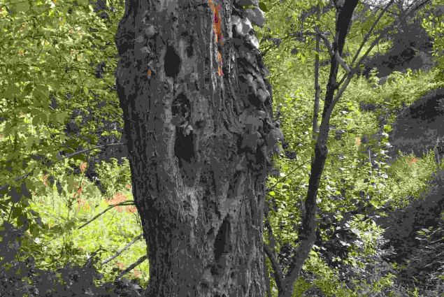 Alter Obstbaum voller Leben