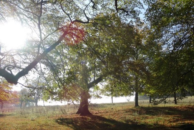 Die Sieben Linden im Spätsommer