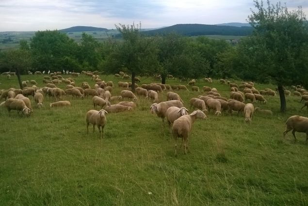 Der Hüteschäfer sorgt mit seinen Schafen für die Artenvielfalt auf der Buchleite