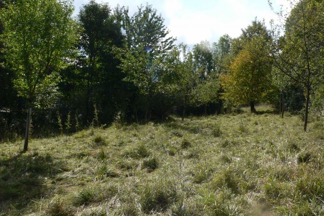 Die Obstbäume wurden von der Grundschule Treuchtlingen gepflanzt.